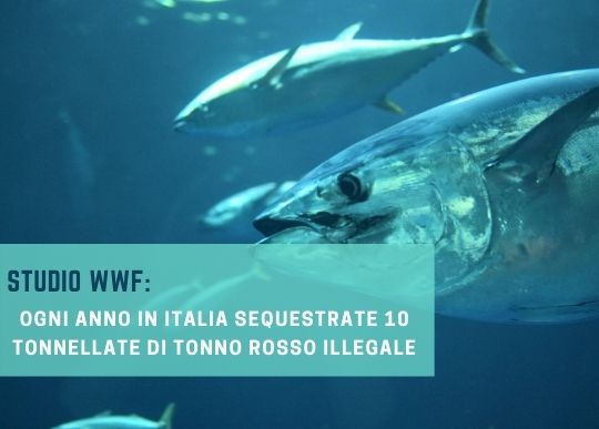 sequestro tonno rosso.jpg